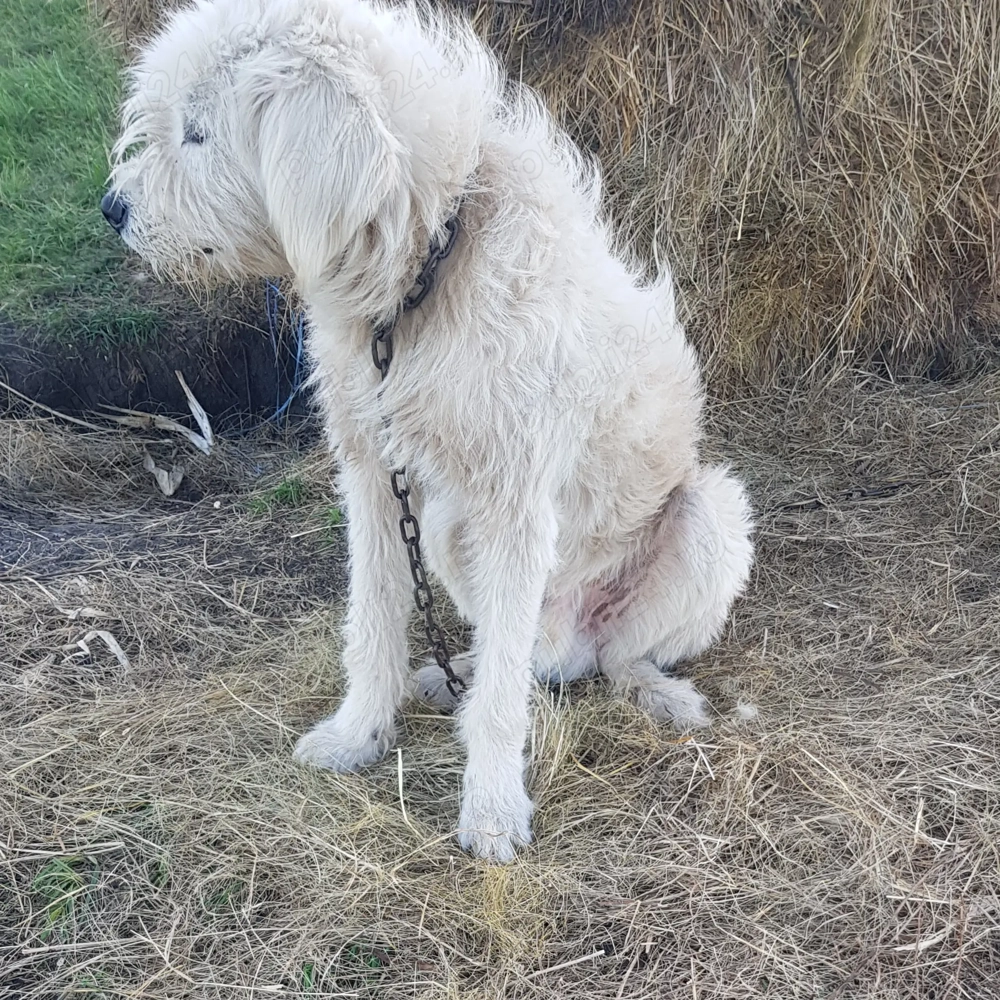 Vand caine ciobanesc mioritic crescut la oi cu varsta de un an .