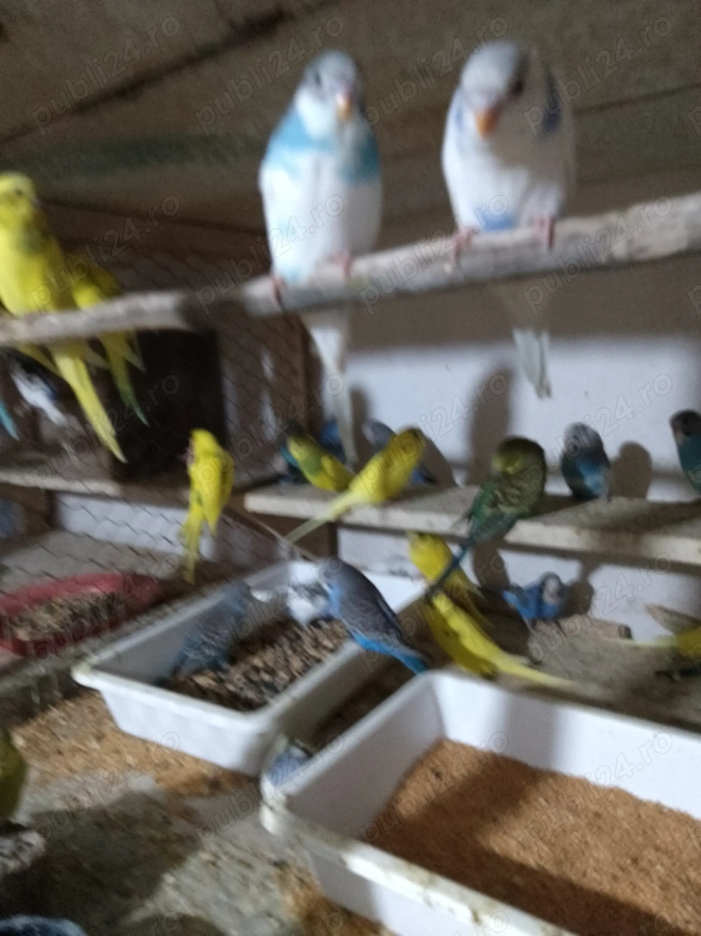 Vând peruși ondulați en gros  Vând peruși ondulați en gros