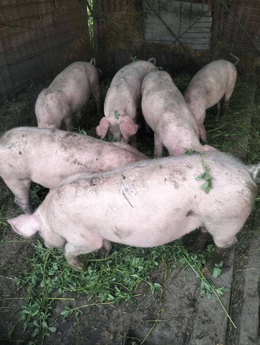 Vind 4 scrofițe 650 bucata Vind 4 scrofițe 650 bucata