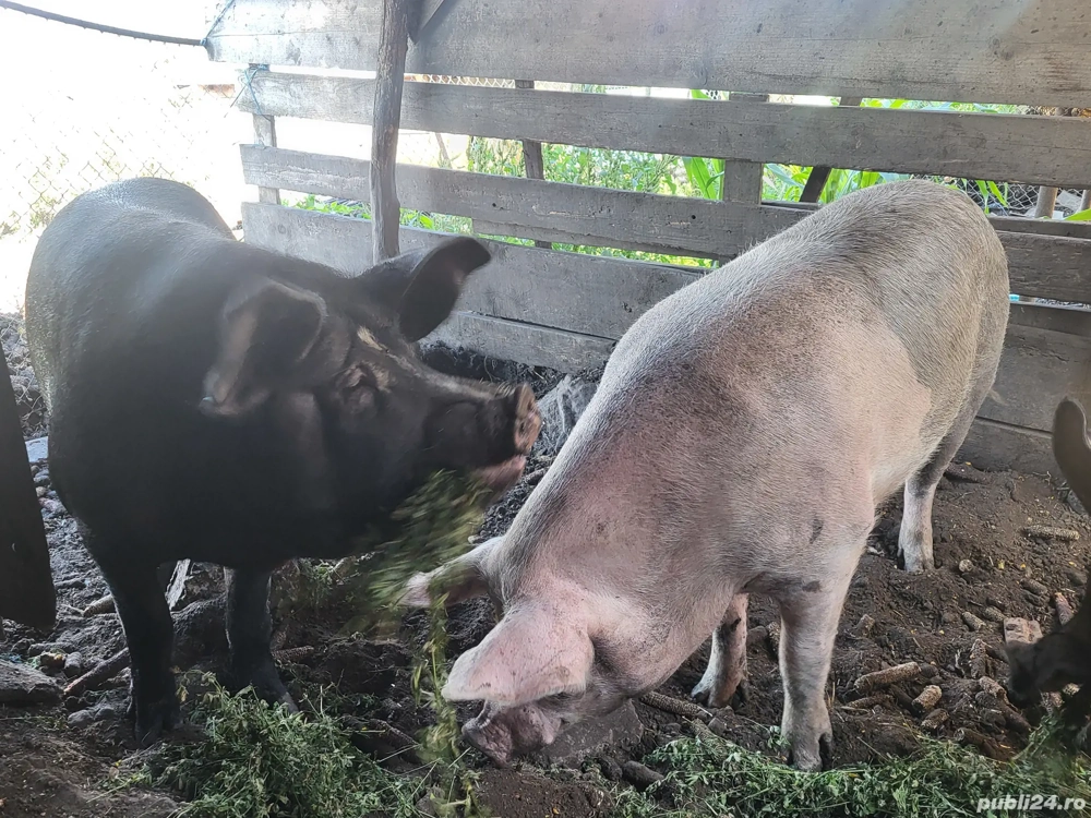 Disponibil  Disponibil