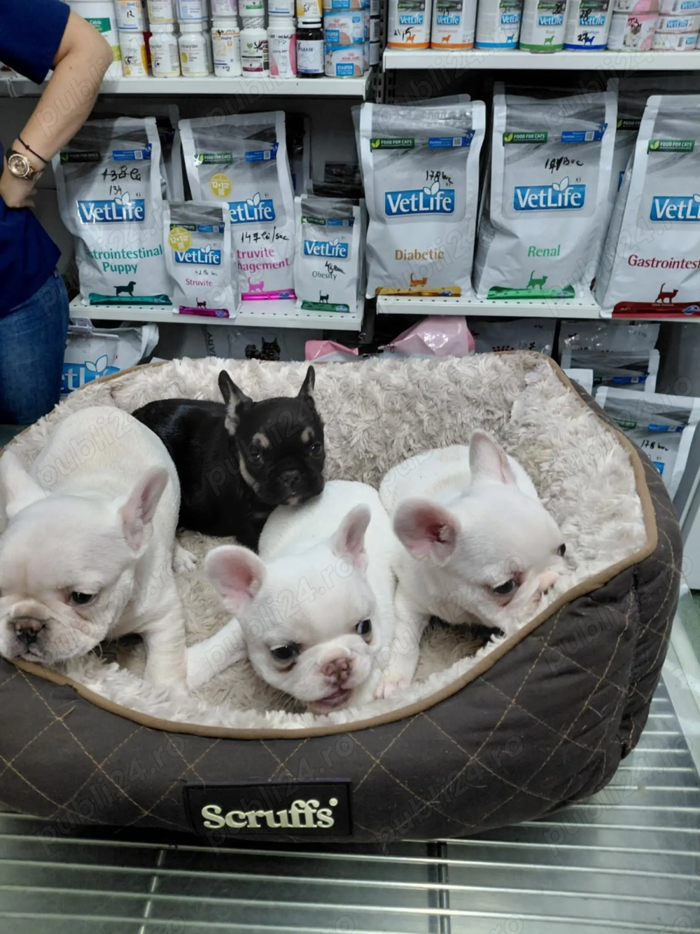 De vanzare mici bulgarasi de buldog francez