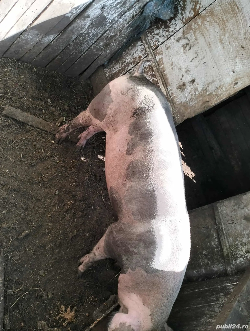 vând scroafa gestanta vând scroafa gestanta