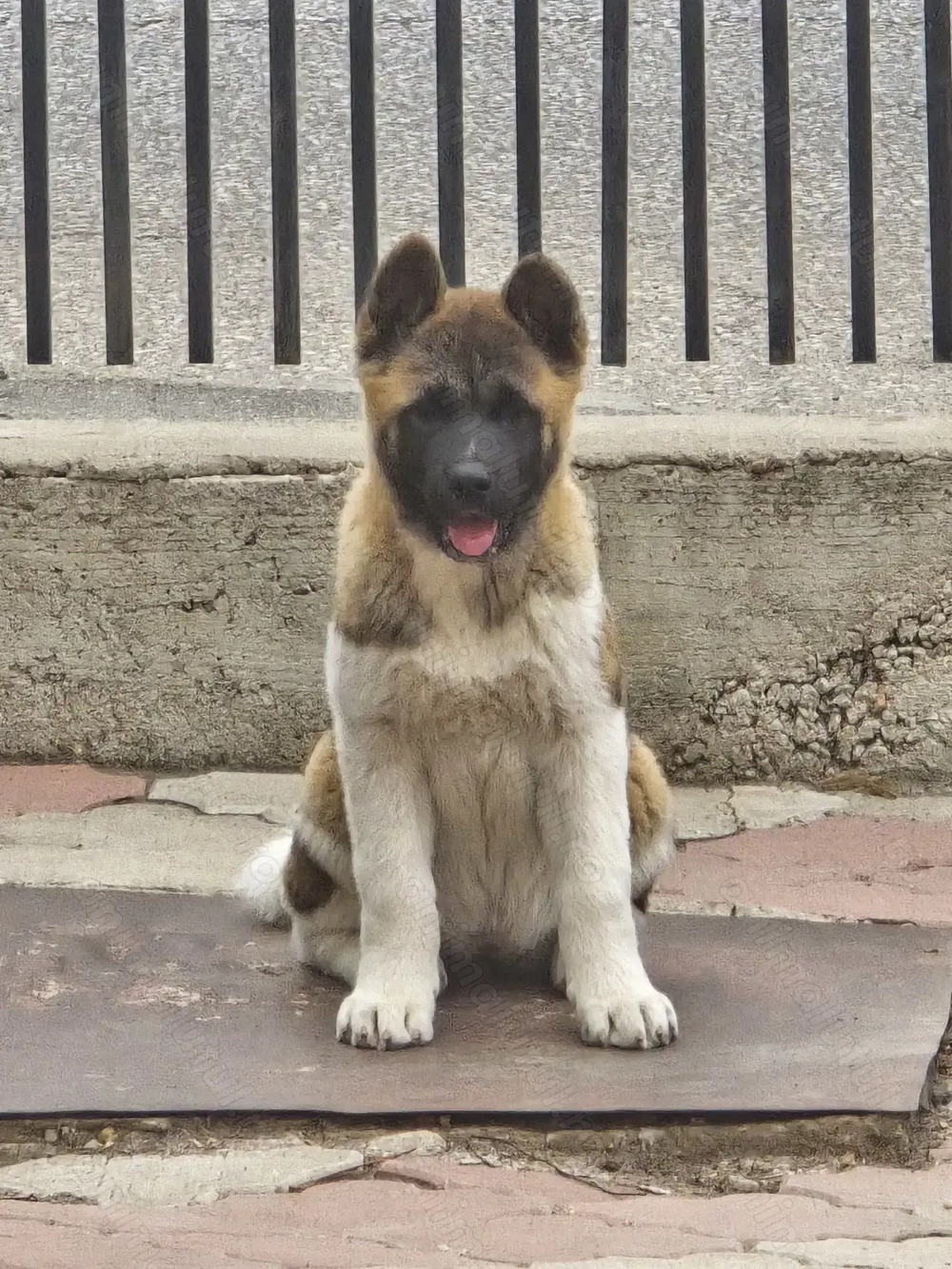 Vând Akita American  pui Vând Akita American  pui