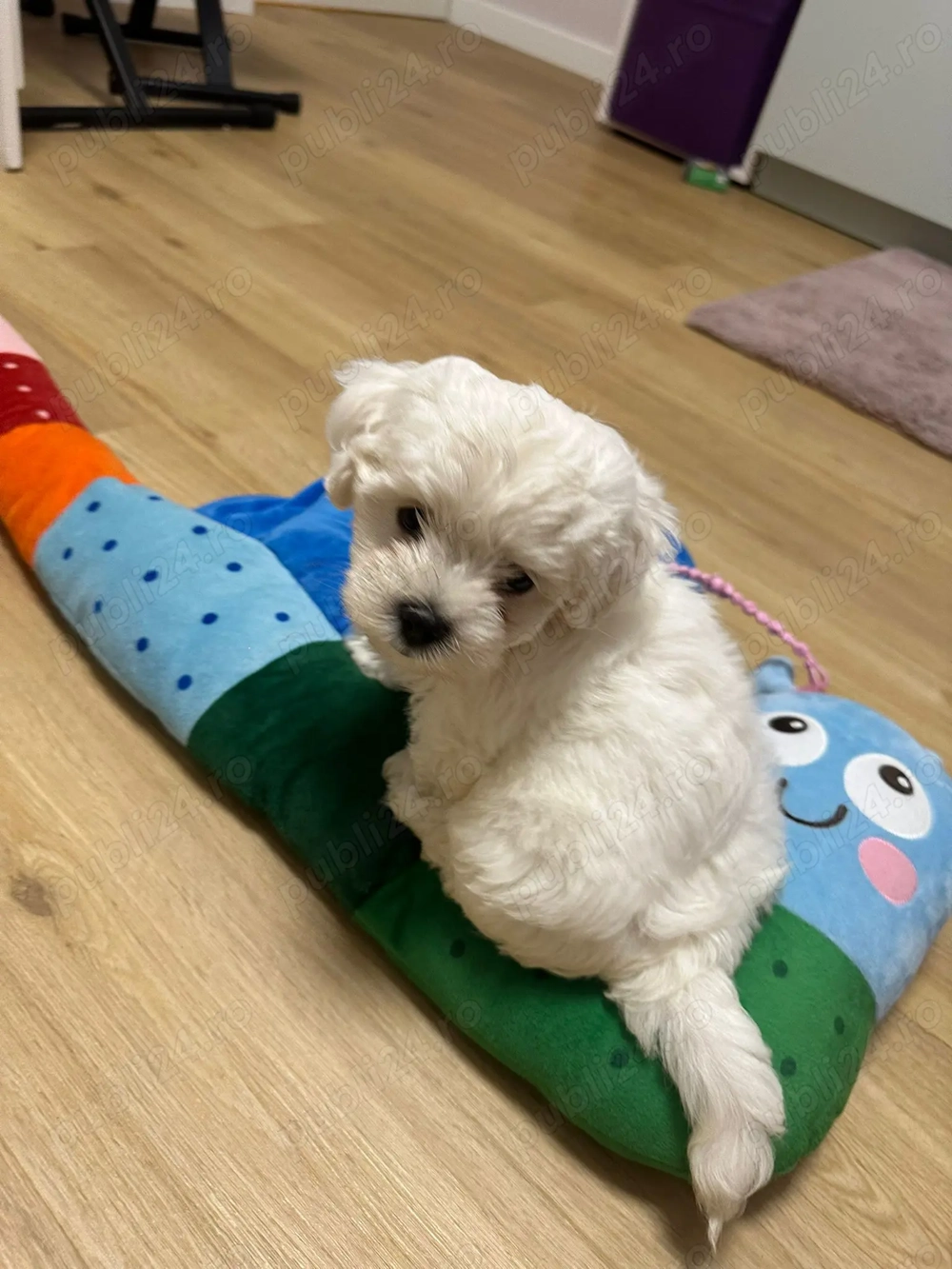 Bichon maltez,talie mica