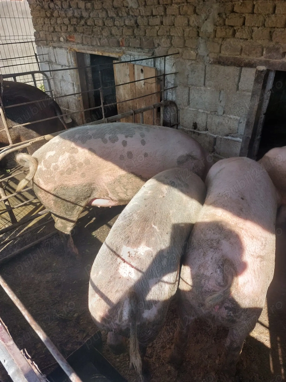 Porci de carne rasa morele alb 