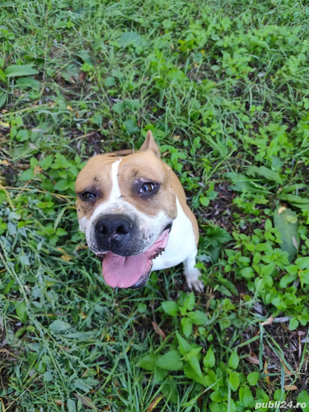 vand caine femela vand caine femela