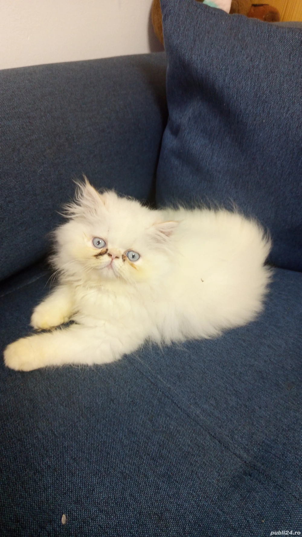 Pui persani adorabili de vânzare  Pui persani adorabili de vânzare