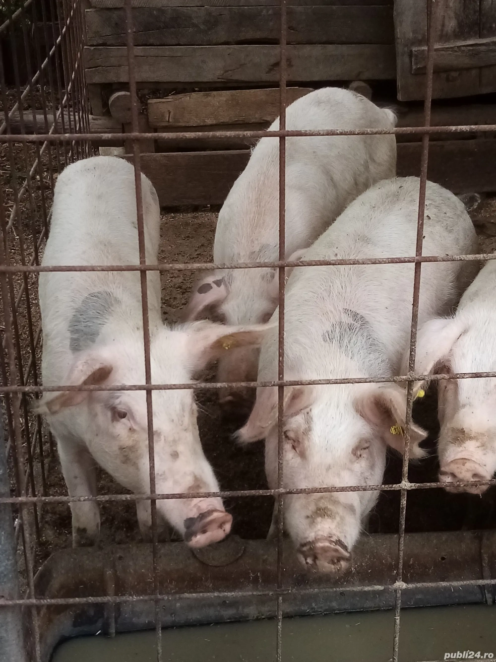 Vând ce se vede Vând ce se vede