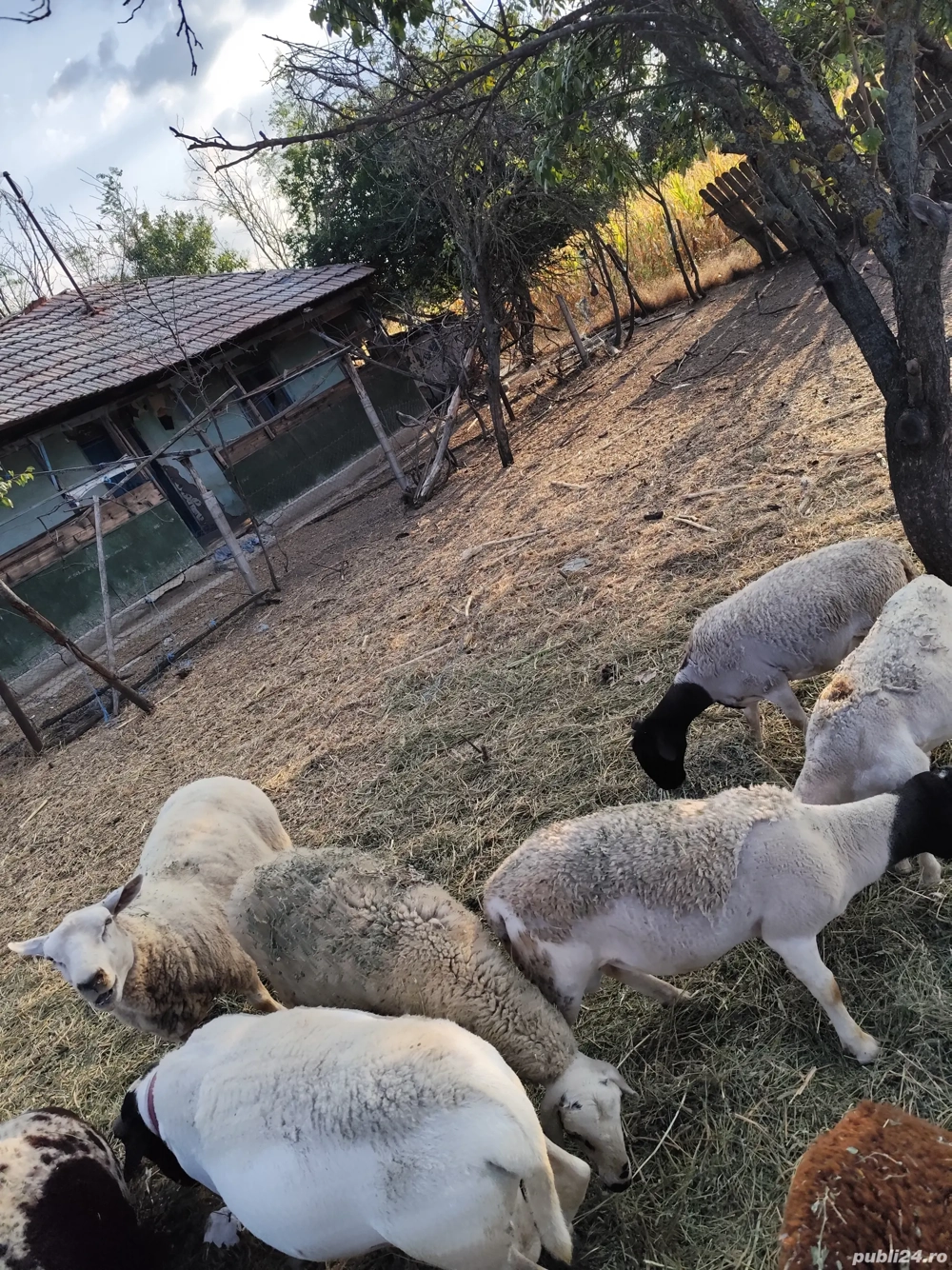 vând oi dorper și texel. vând oi dorper și texel.
