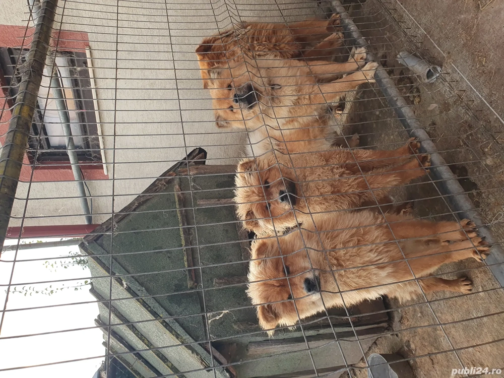 c ței chow chow de vanzare c ței chow chow de vanzare