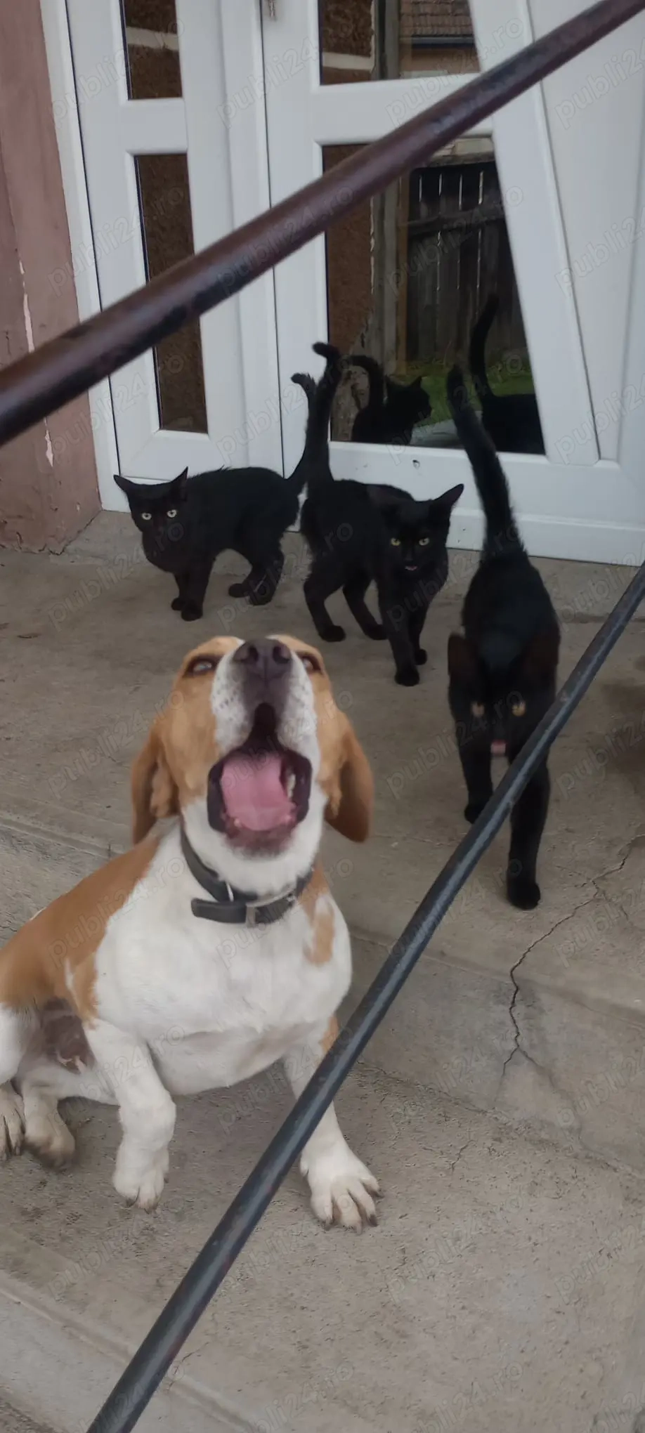 Beagle băiat vaccinat și deparazitat 