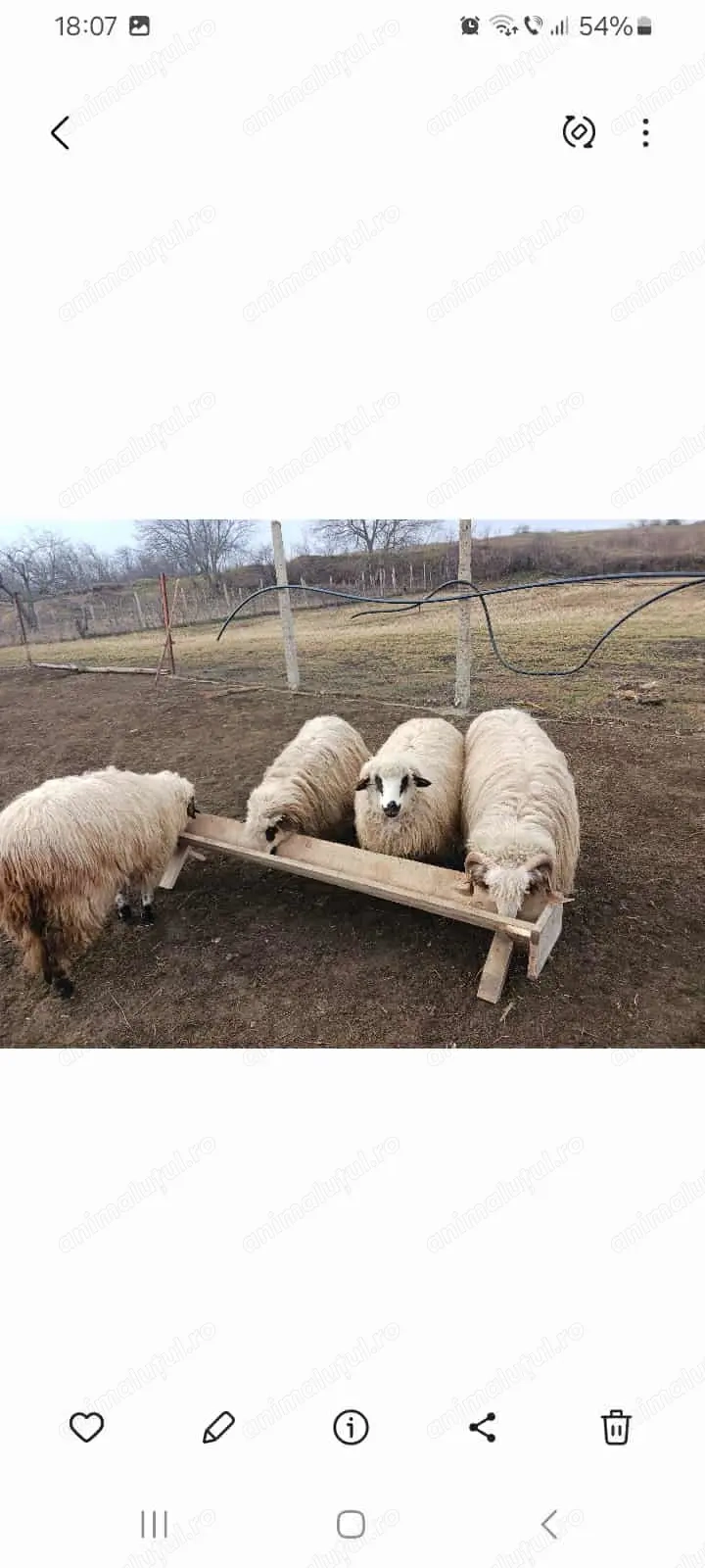 De vanzare 3 oi turcane si un berbec Pentru mai multe detalii sunați De vanzare 3 oi turcane si un berbec Pentru mai multe detalii sunați