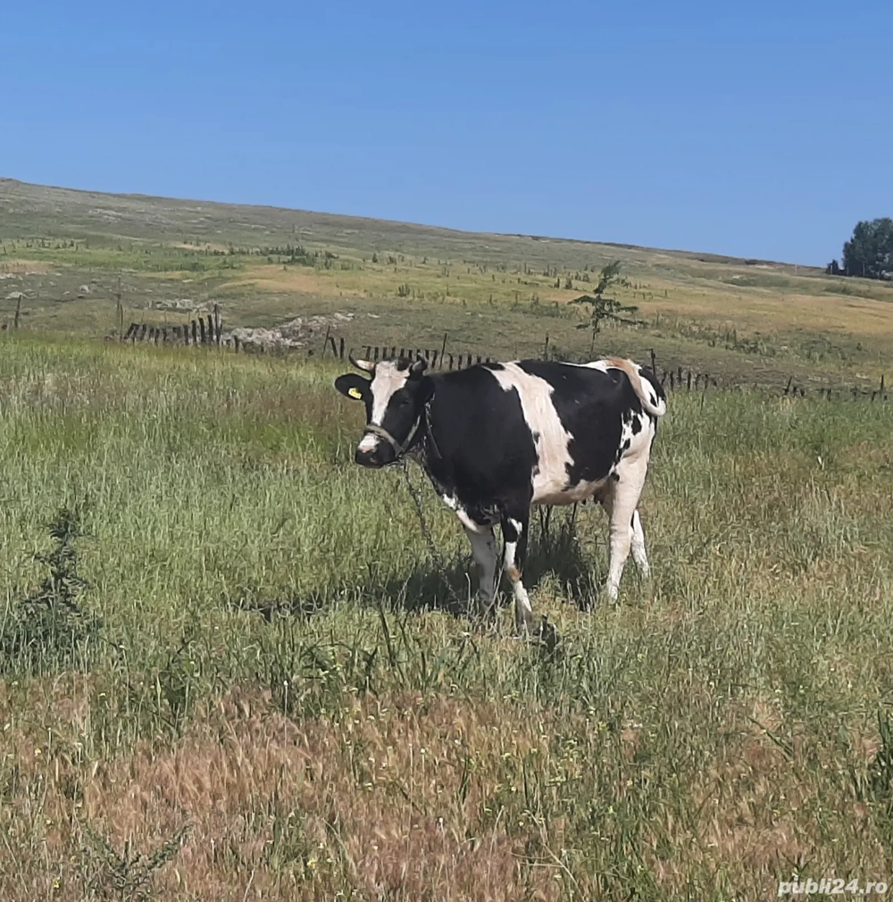 vacă de vânzare județul Tulcea 