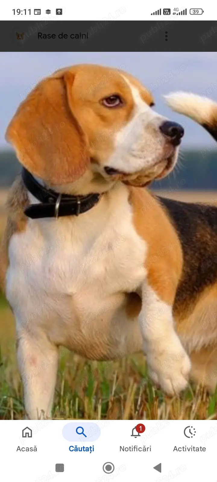 Caut fata care sa plimbe un cățel 50 Ron pe oră 