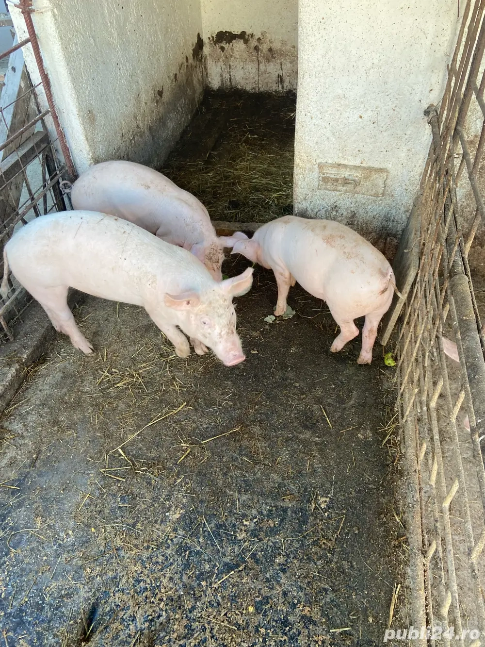 purcei de vanzare varsta 3 luni 