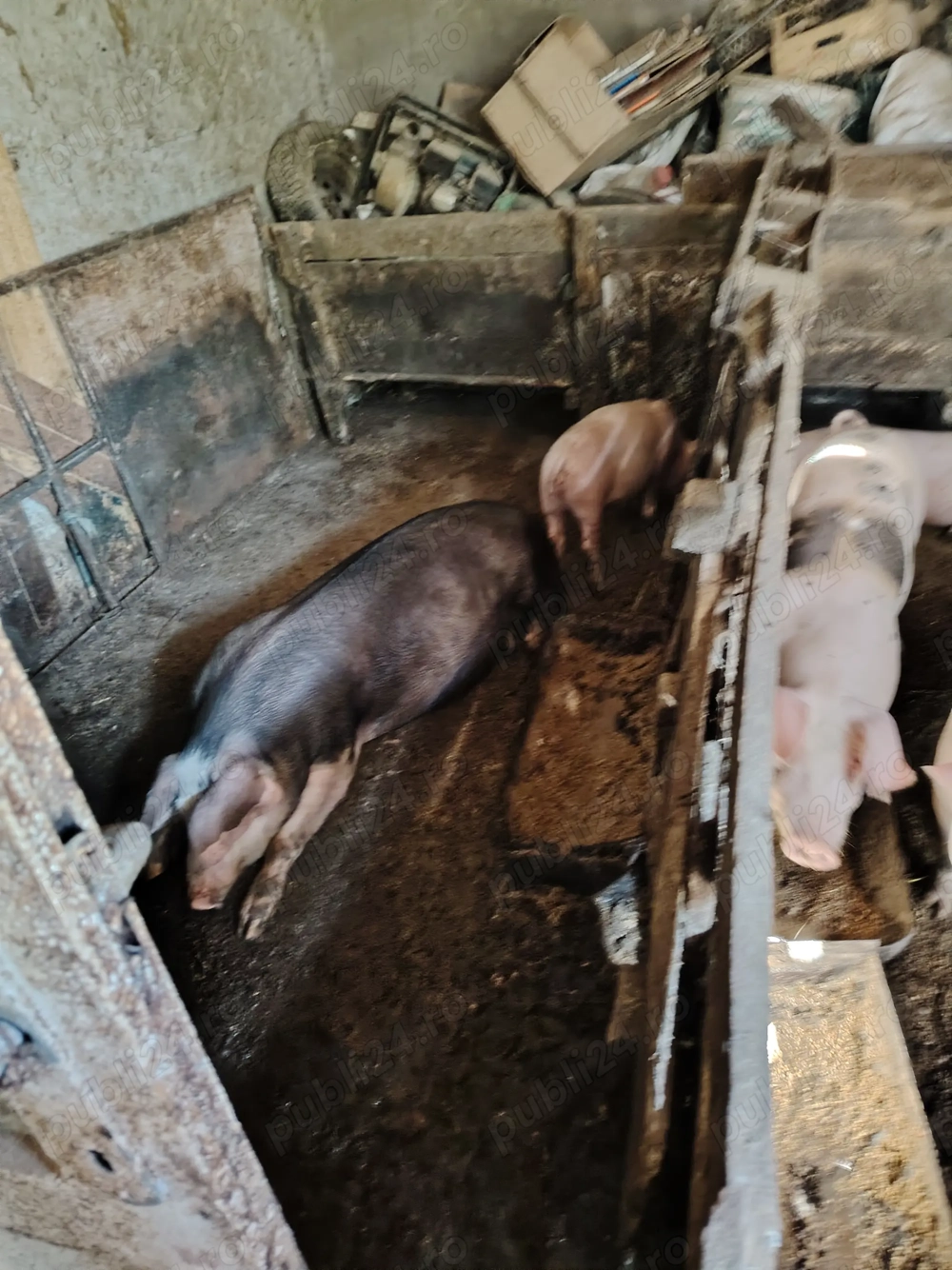 Vând purcei pietreni  Vând purcei pietreni