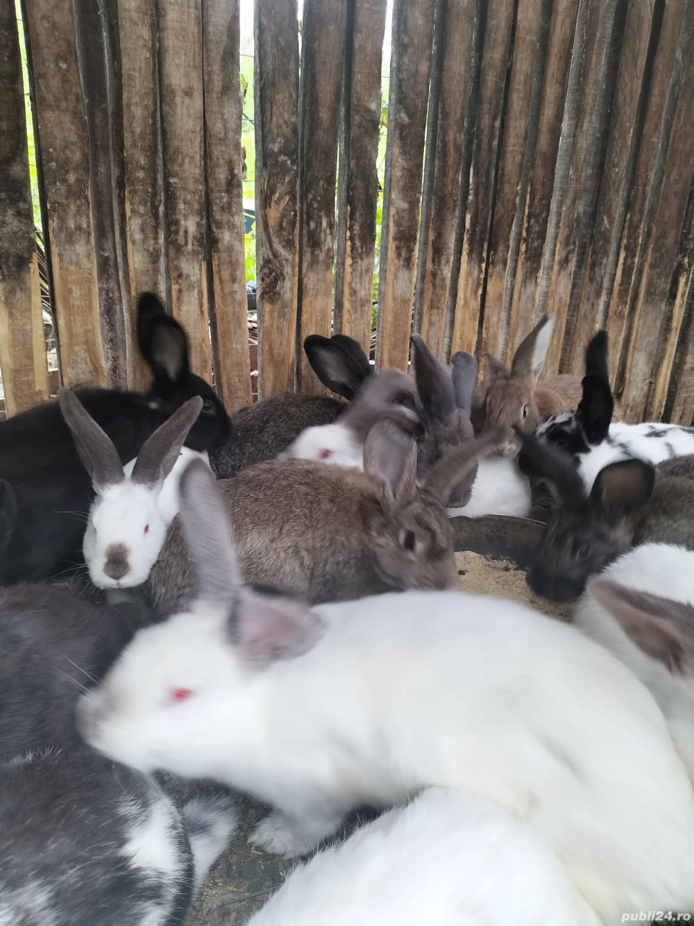 Vand iepuri Vand iepuri