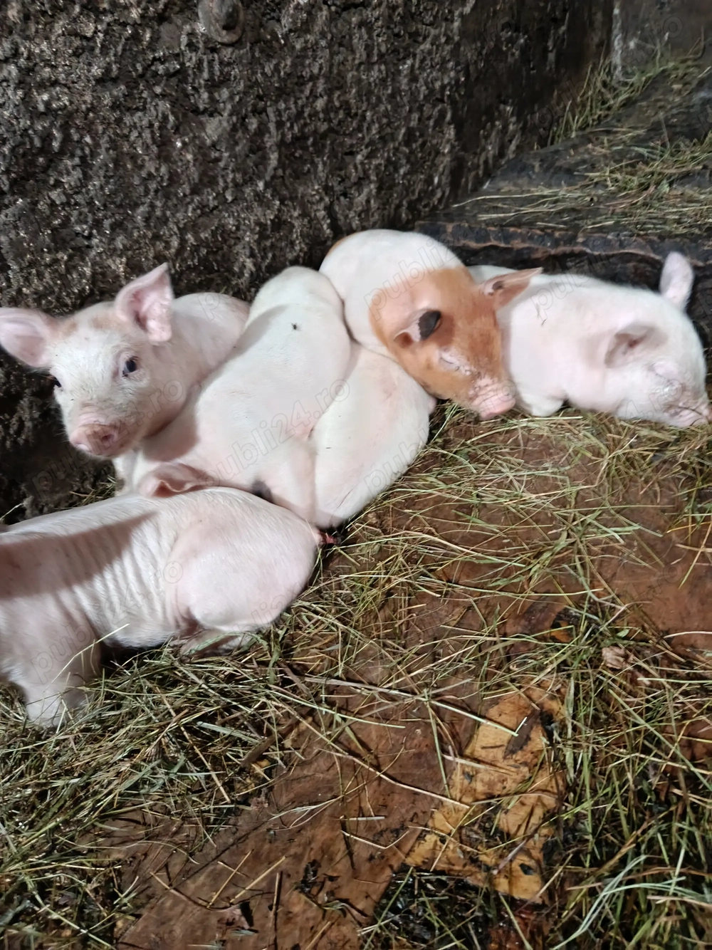 Scroafă cu purcei de vânzare 