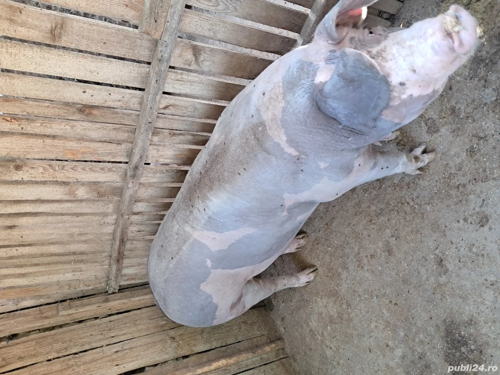 Vand jumătate de porc 