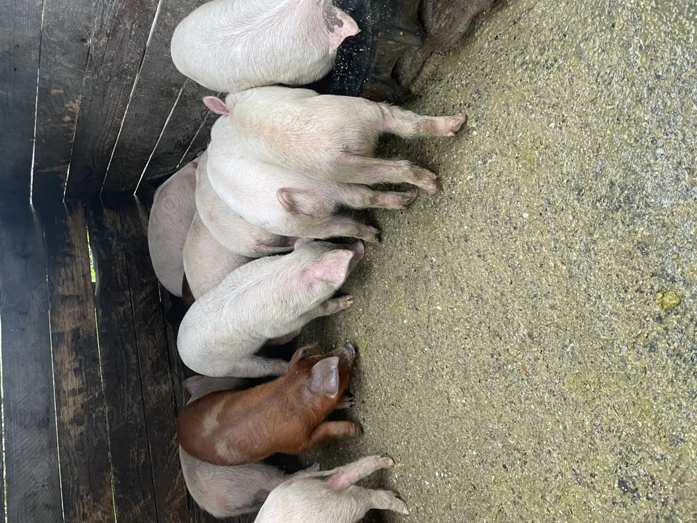 Purcei de vanzare de 7 saptamani