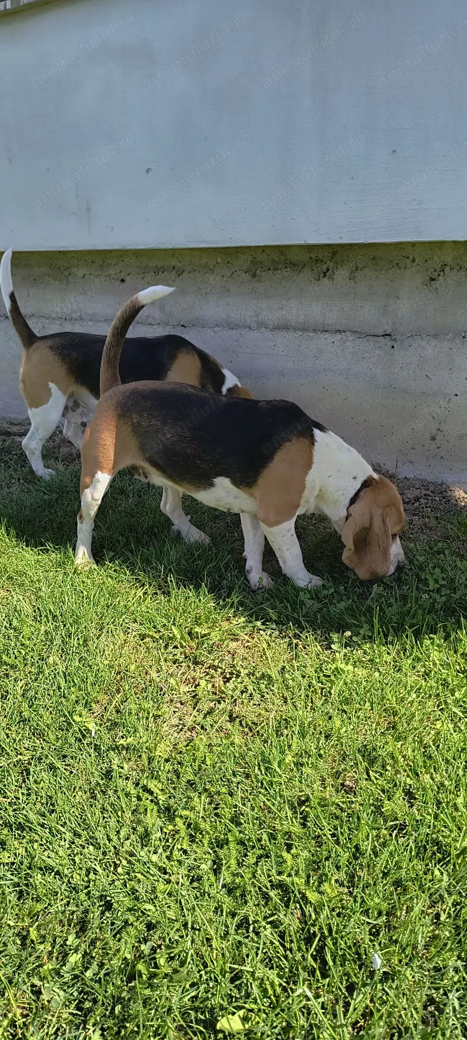 Beagle baiat si fata