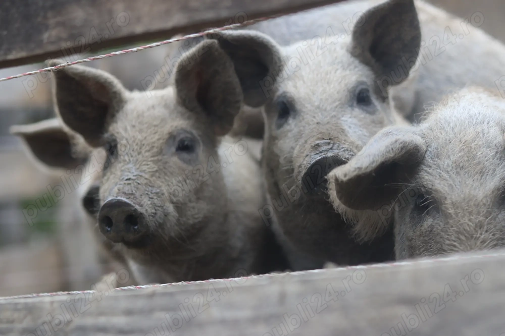 purcei mangalita castrati purcei mangalita castrati