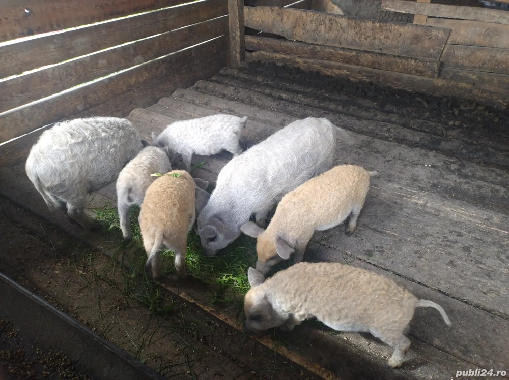 vând purceii mangalița original înțercați  vând purceii mangalița original înțercați