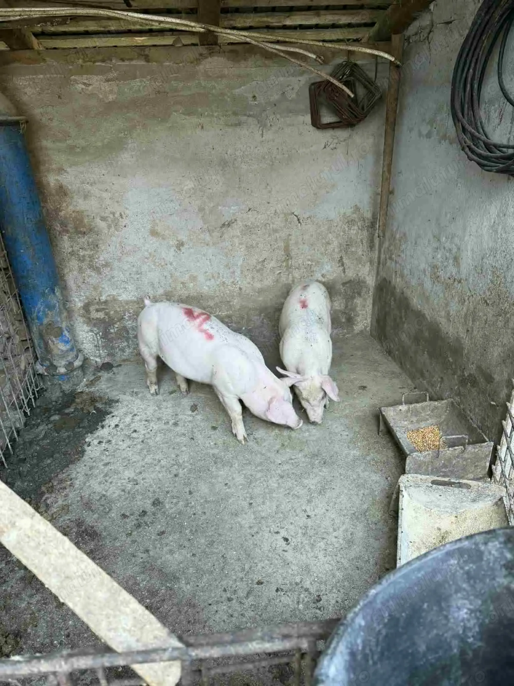 porci de rasa f mincaciosi