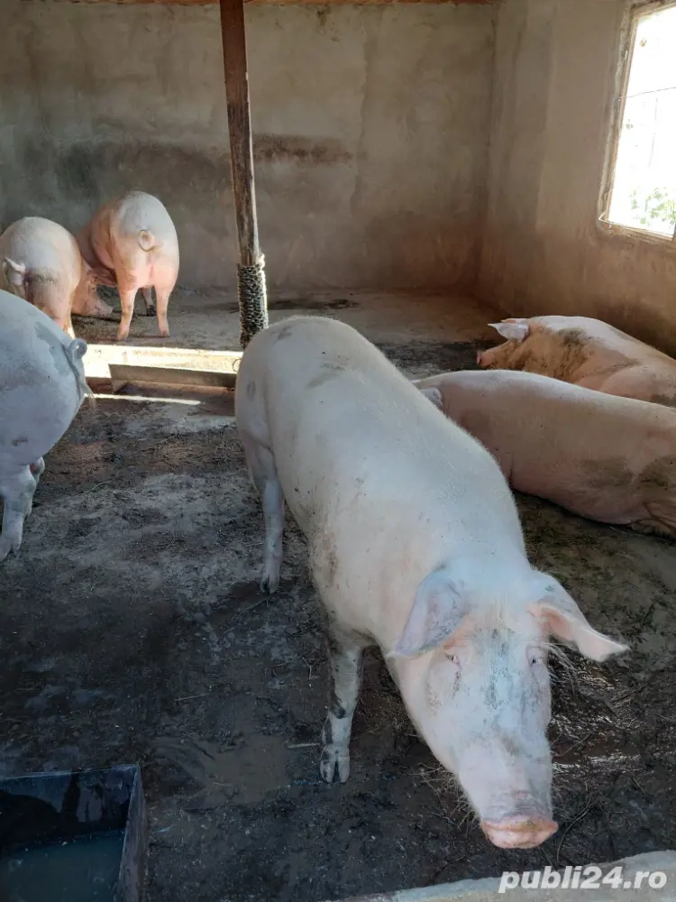 Porci de crăciun Landras  