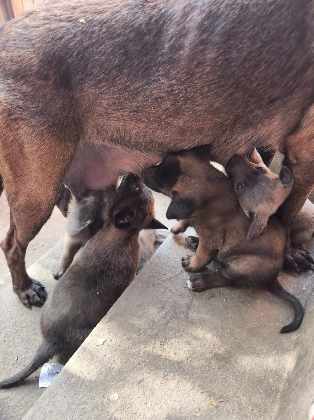 Ciobanesc belgian malinois  caută casa noua 