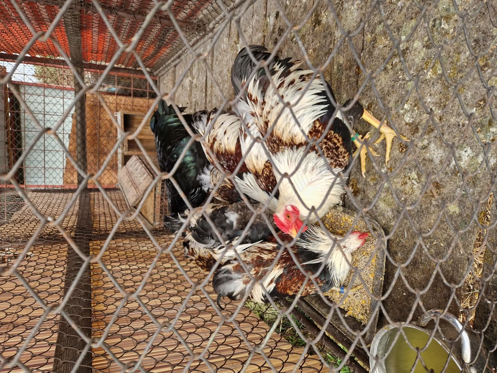 Cocoși wyandotte pitic Cocoși wyandotte pitic