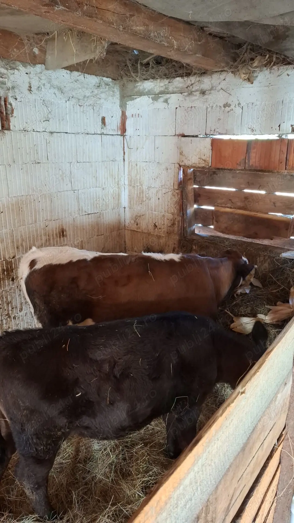 Vând vitei foarte sănătoși și grasi Vând vitei foarte sănătoși și grasi