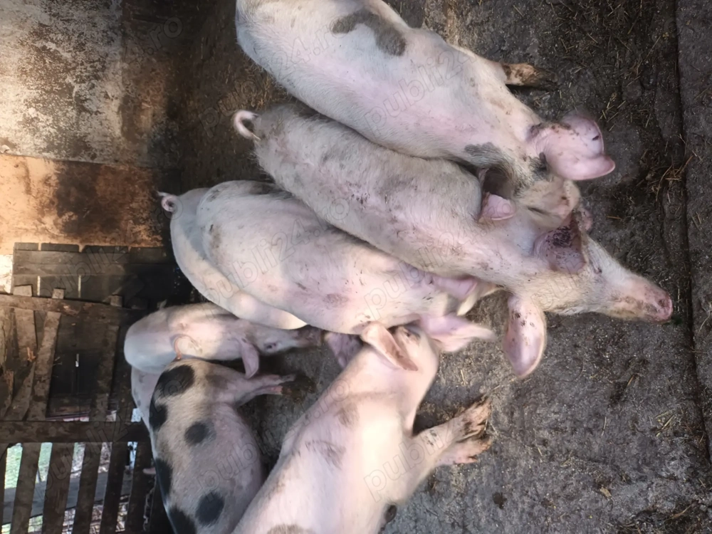 Purcei de vînzare 8 săpt Purcei de vînzare 8 săpt