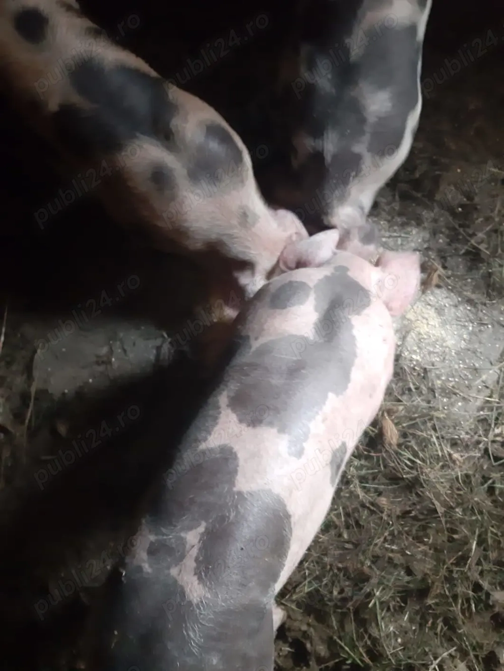 Vând 3 purcei de 8 săptămâni rasă pietraine .