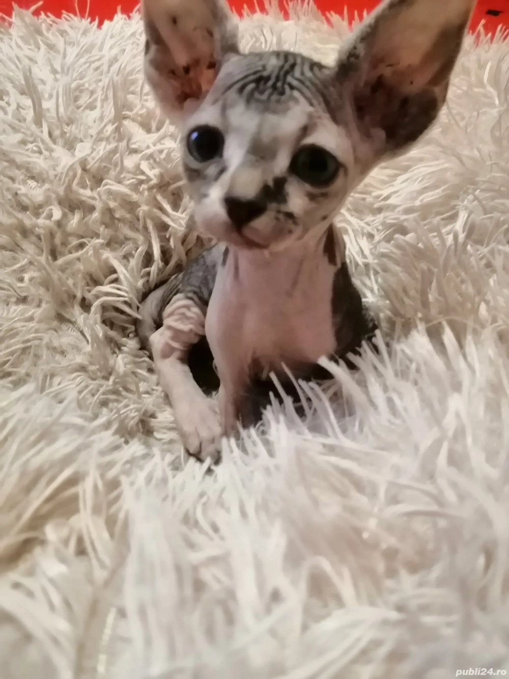 Pisici sfinx Pisici sfinx