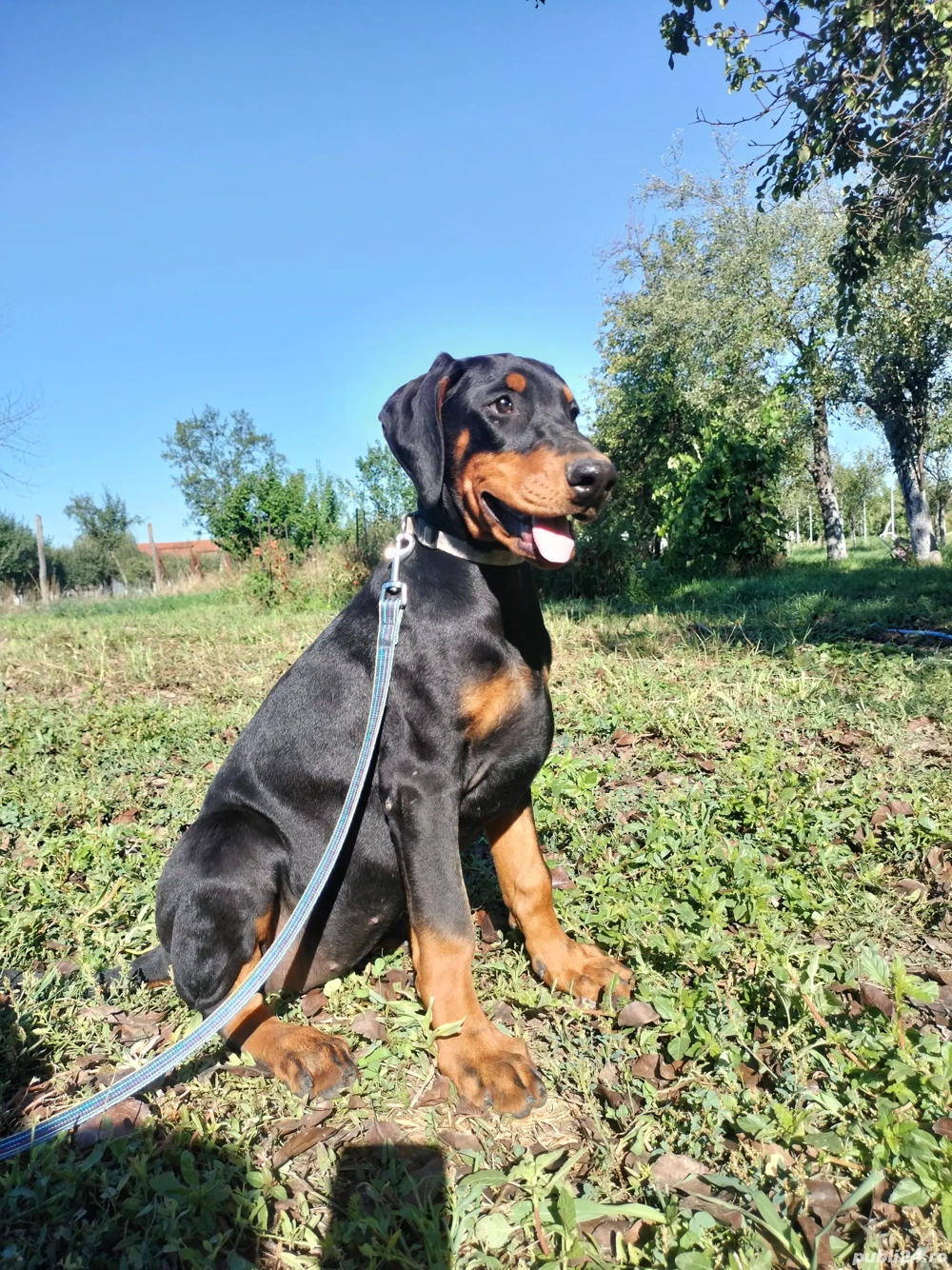 femele doberman de vanzare