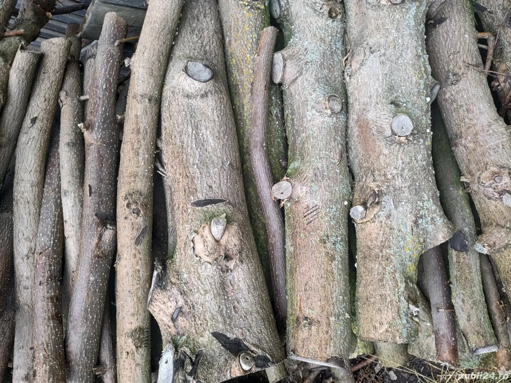Lemne de foc paulownia 