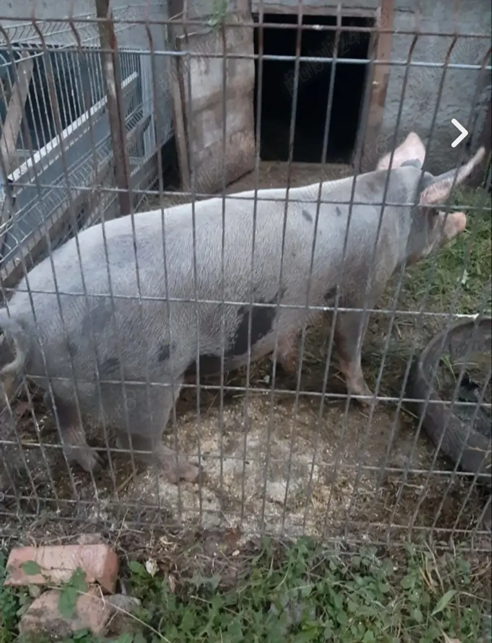 Vând scrofiță gestantă rasa pietraine. Vând scrofiță gestantă rasa pietraine.