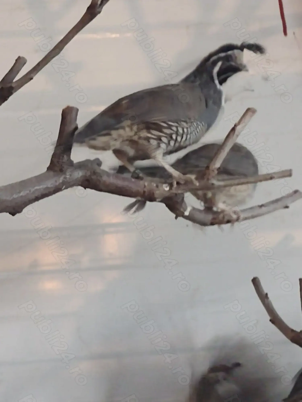 De vanzare detalii la telefon 