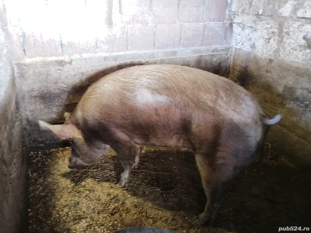 De vânzare un porc duroc 