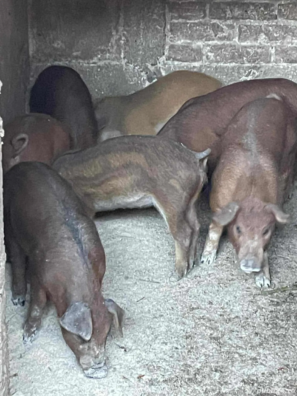 Vând purcei  Vând purcei