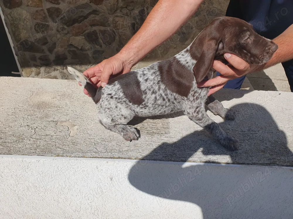 Brac german de vanzare Brac german de vanzare