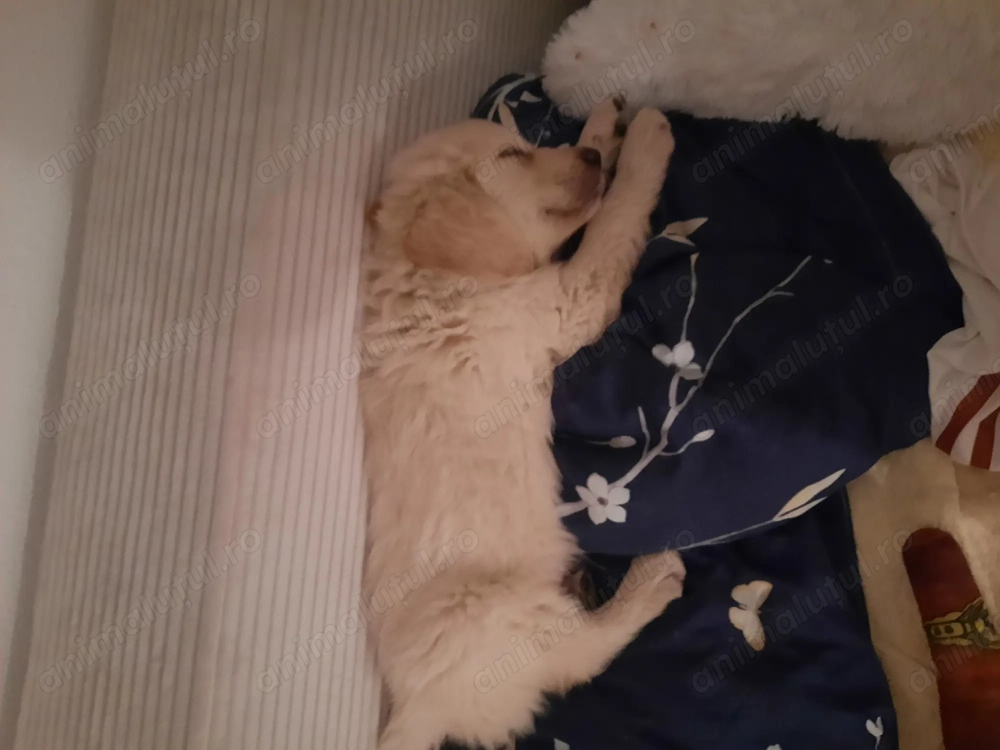 Vind Golden Retriever  Vind Golden Retriever