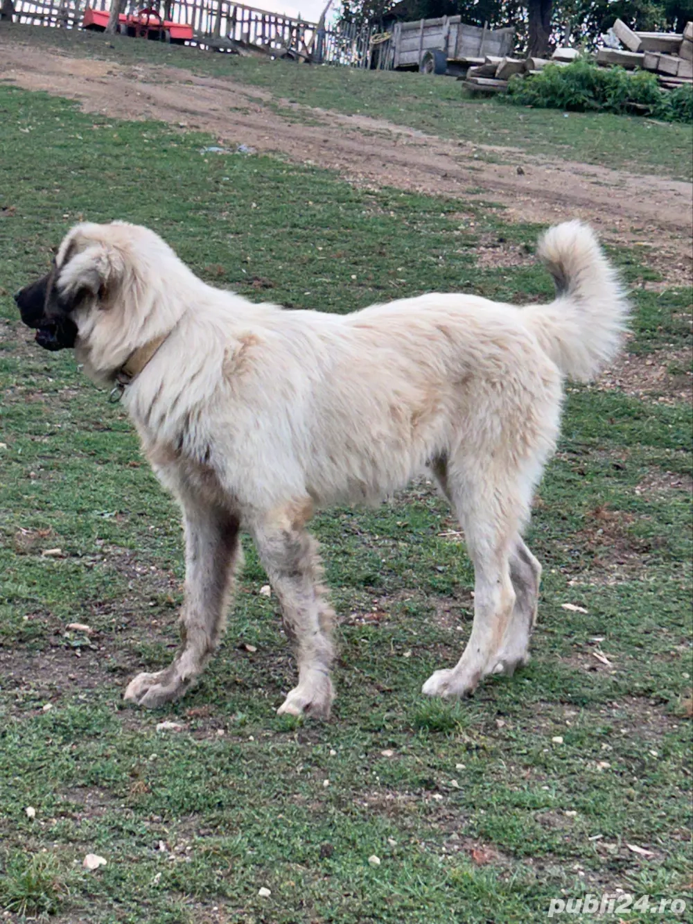 caini ciobanesti , caini de oi ! 