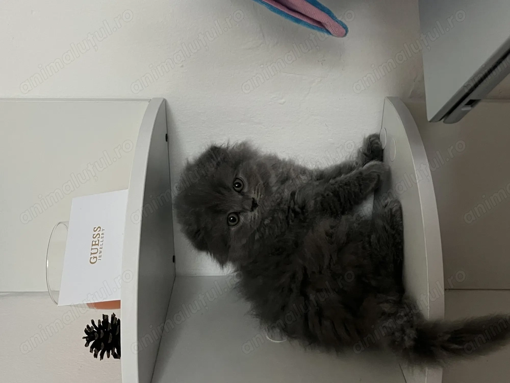 Pisici scottish  Pisici scottish