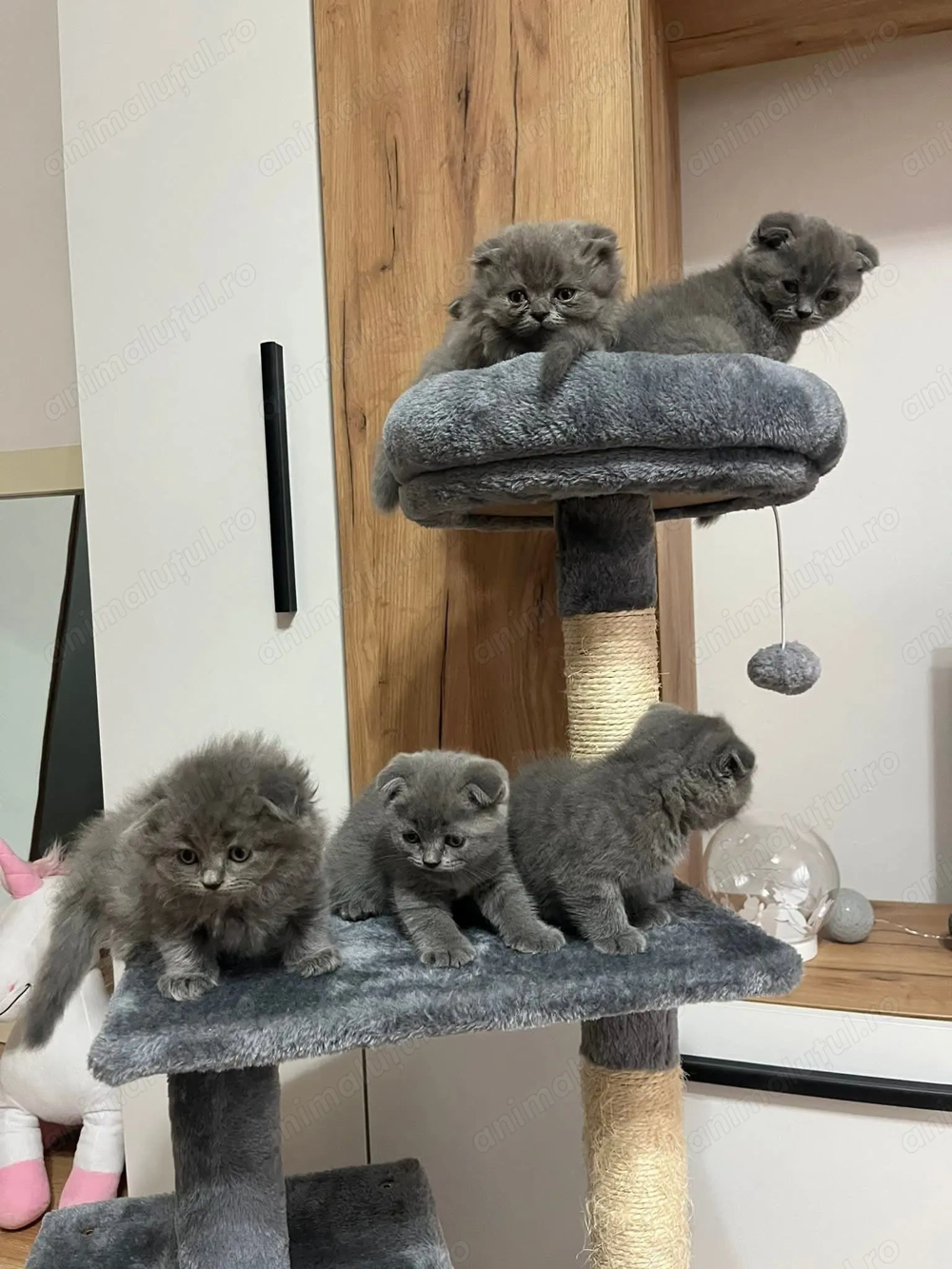 Puiuti scottish Puiuti scottish