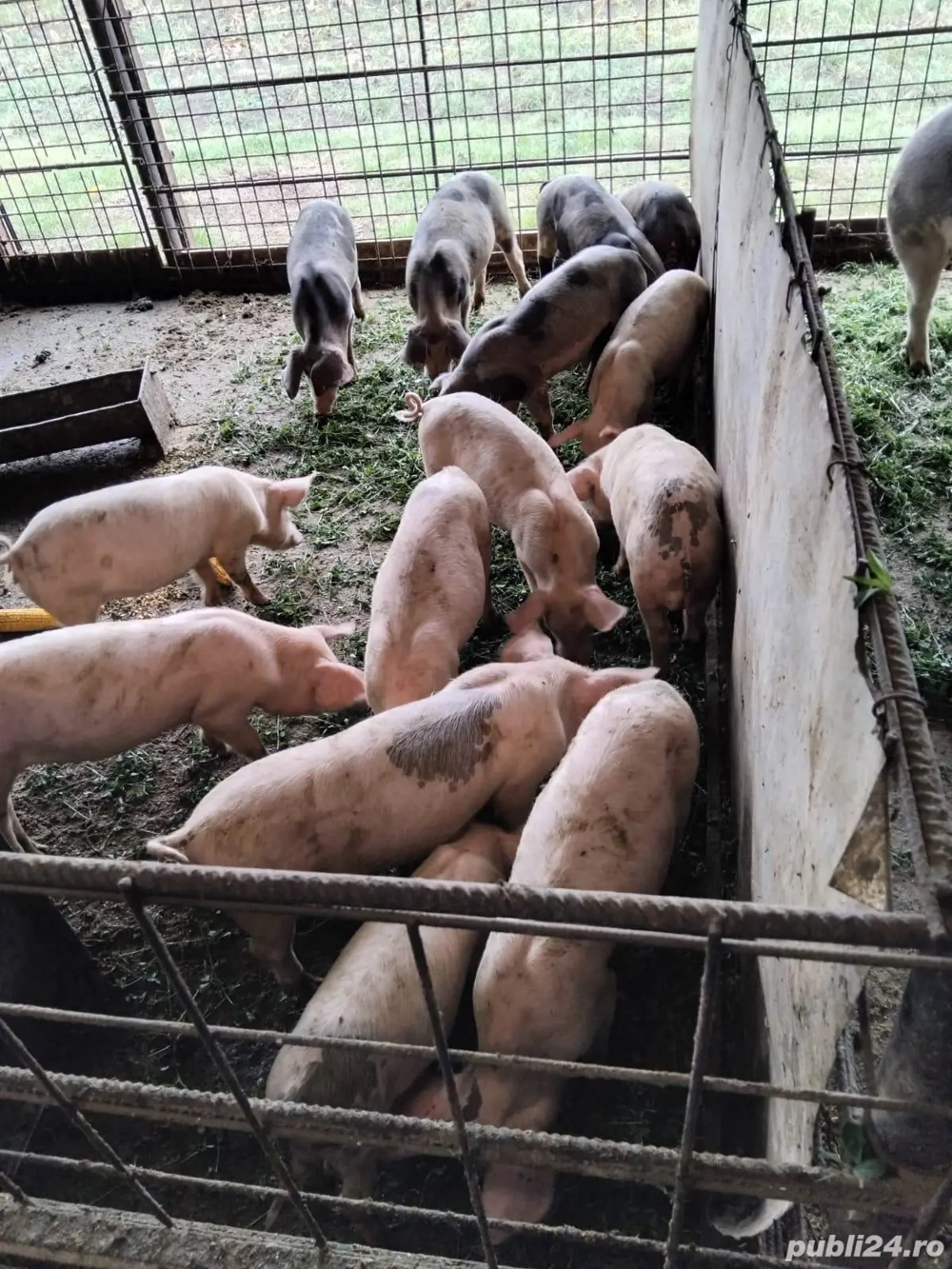 Vand Soldani Vand Soldani