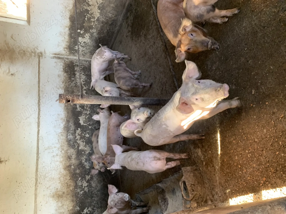 Purcei de vânzare DUROC LANDRAS