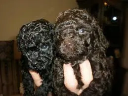 caniche transport intern si international caniche transport intern si international