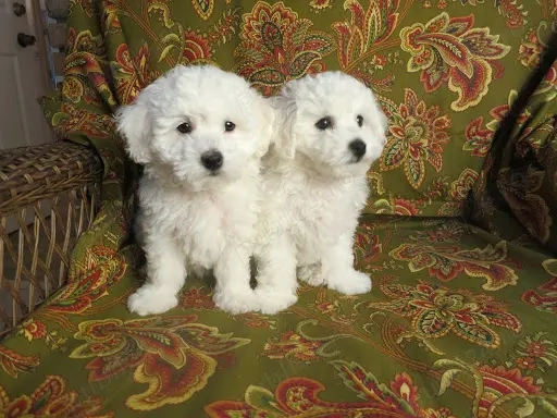 bichon frise asigur transport contra cost bichon frise asigur transport contra cost